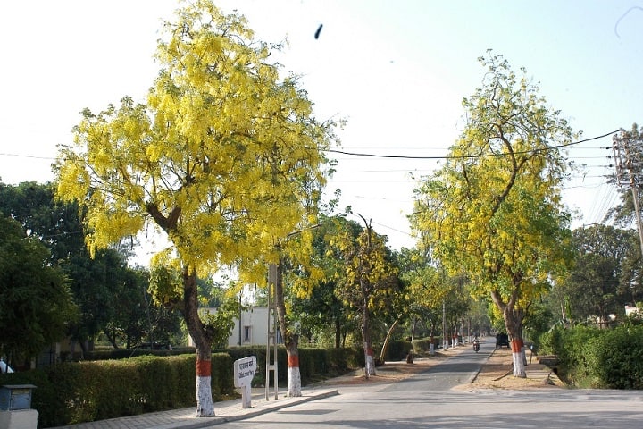 Lakshmibai National Institute of Physical Education campus in Gwalior, Madhya Pradesh, India — photo 2
