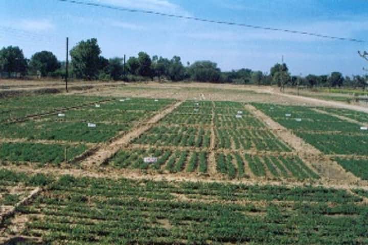 SKN College of Agriculture campus in Jaipur, Rajasthan, India — photo 3
