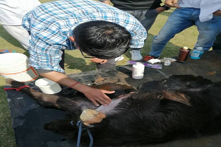 MR College of Veterinary Sciences campus in Jhajjar, Haryana, India — photo 4