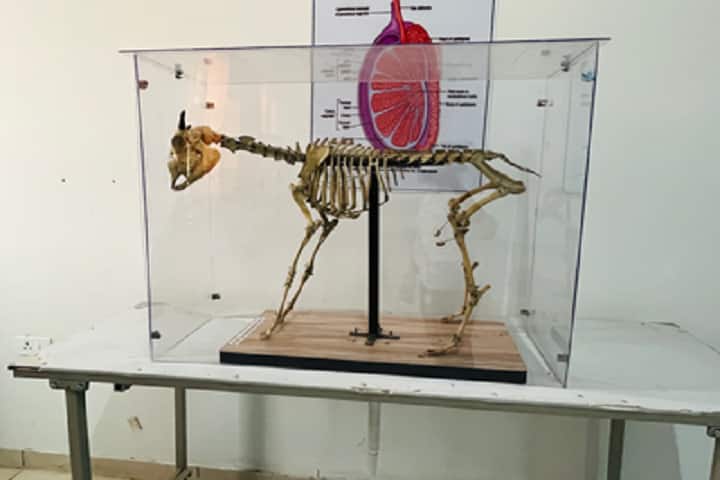 Bhumika Institute of Veterinary Sciences campus in Mohindergarh, Haryana, India — photo 5