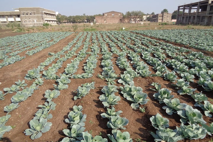 HH Sri Sri Murlidhara Swamiji College of Horticulture campus in Malegaon, Maharashtra, India — photo 2