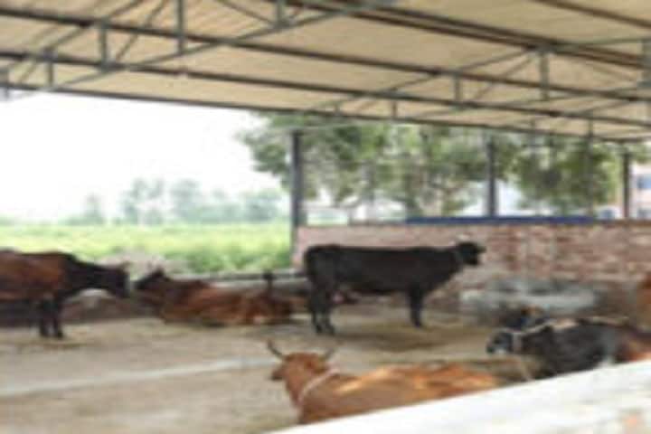 Balaji College of Veterinary Science and Research Center campus in Bhiwani, Haryana, India — photo 5