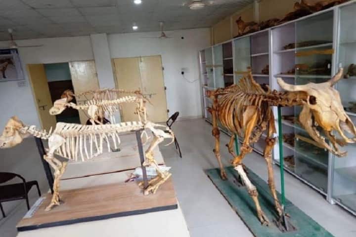 Shourabh College of Veterinary Science campus in Karauli, Rajasthan, India — photo 3