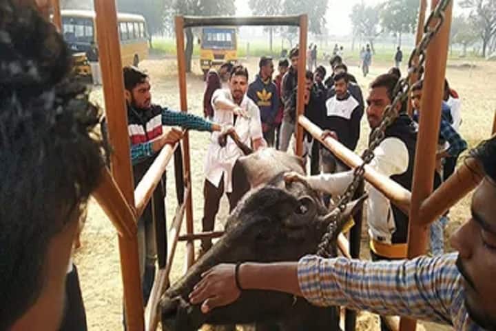 Ideal Veterinary College campus in Singhani, Haryana, India — photo 4