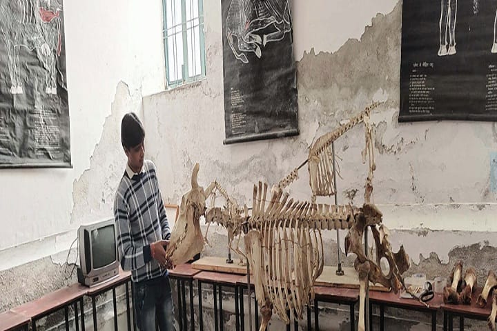 Choudhary College of Animal Husbandry campus in Sadulpur, Rajasthan, India — photo 3