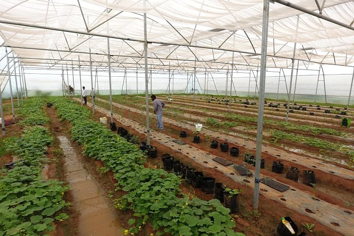 Kadiri Babu Rao College of Agriculture campus in Prakasam, Andhra Pradesh, India — photo 3