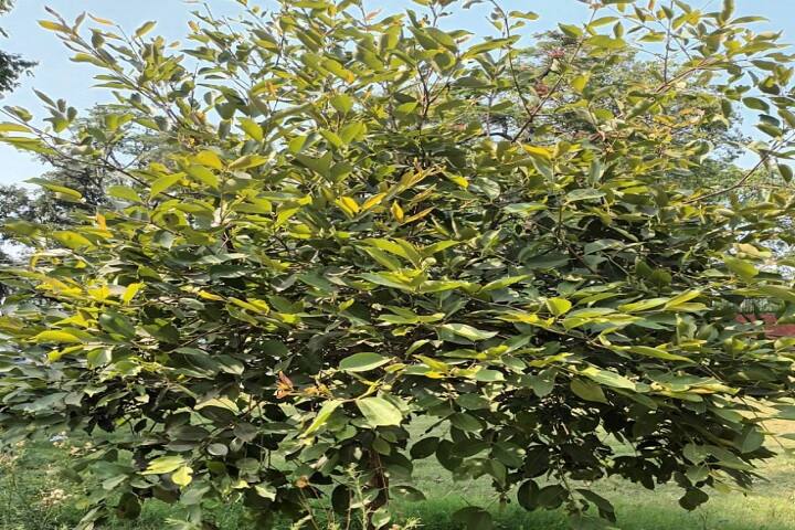 Radhey Hari Government Post Graduate College campus in Kashipur, Uttarakhand, India — photo 5