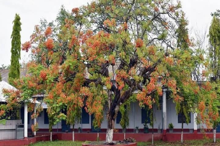 Naharkatiya College campus in Dibrugarh, Assam, India — photo 3