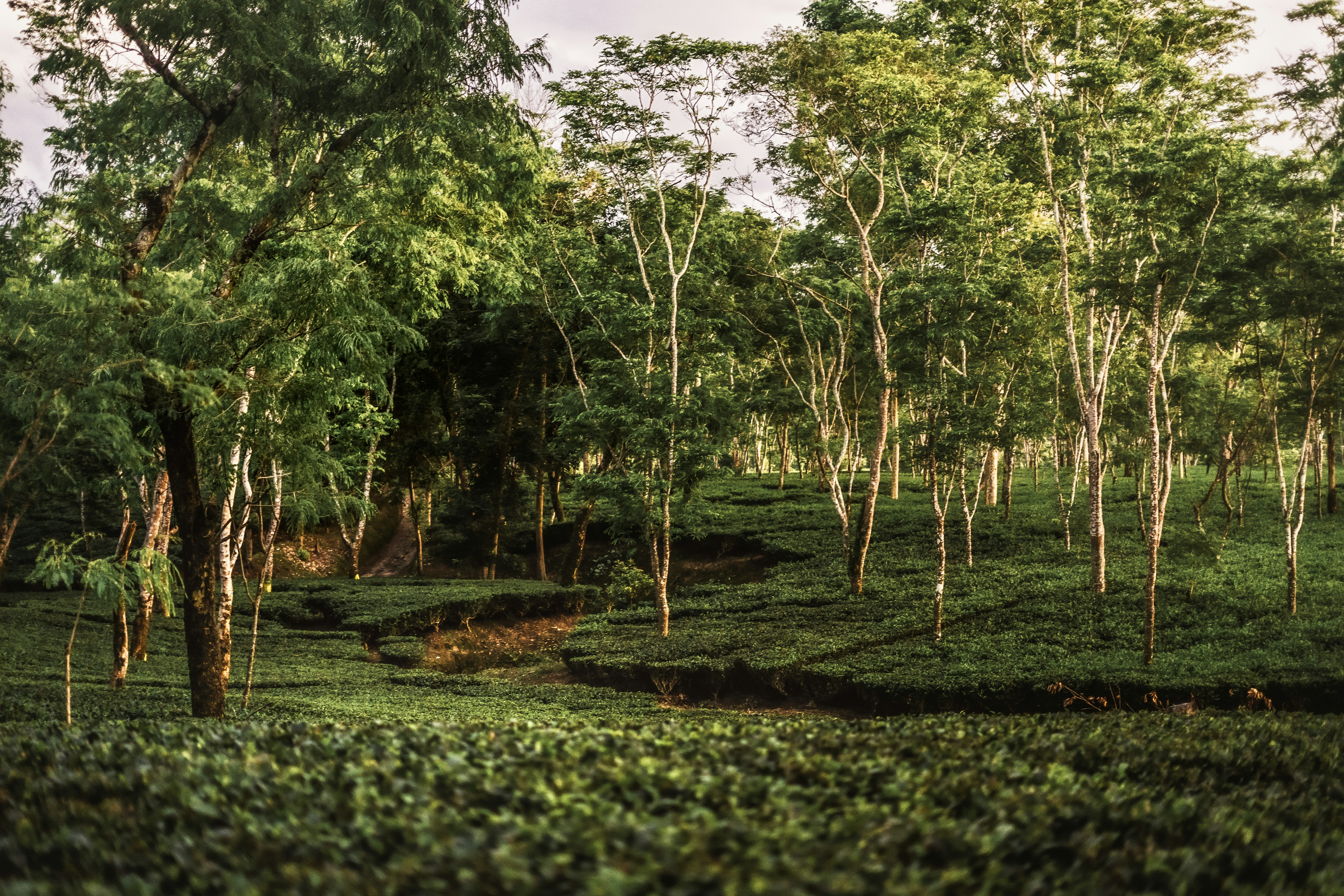 Assam